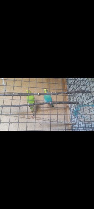 Продам волнистых папугаев