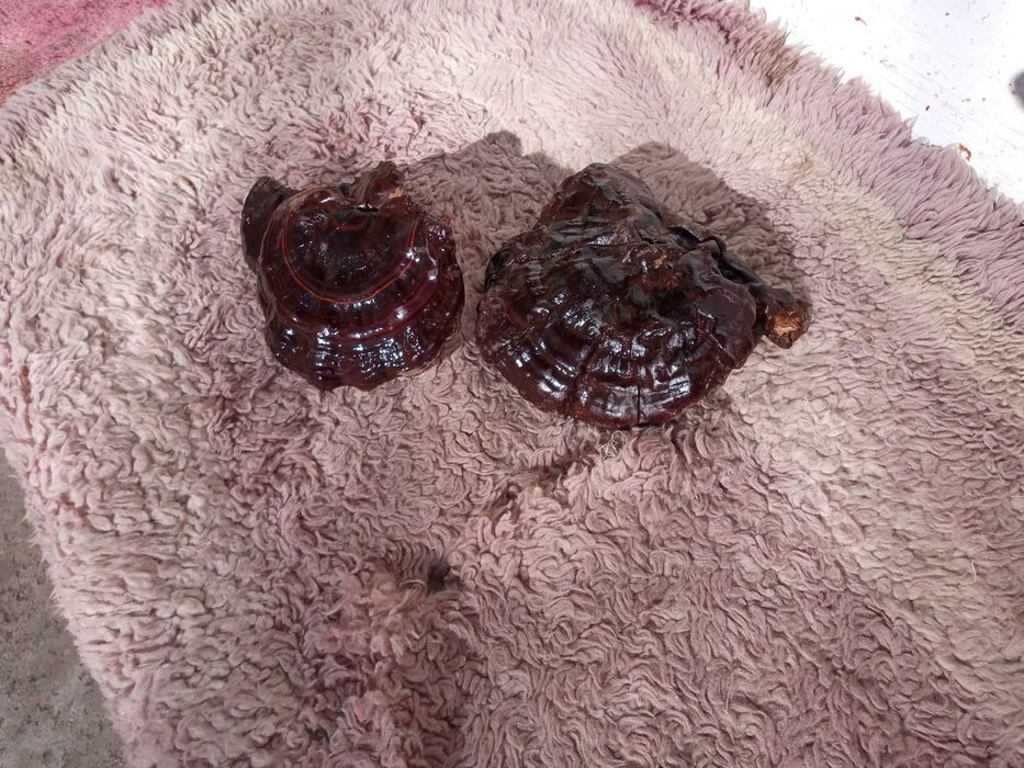 Reishi applanatum/Reishi carnosum elixirul tineretii