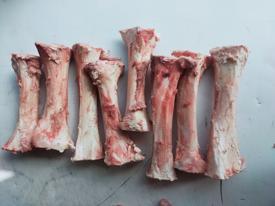 Жілік сүйек/Сахарная кость