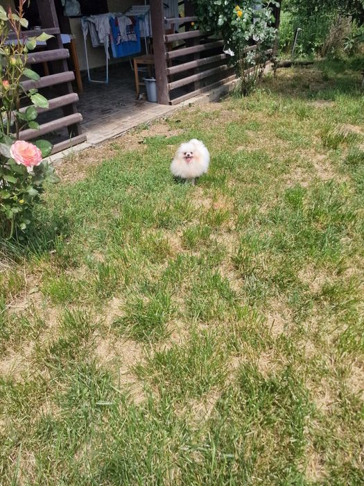 Fetita pomeranian