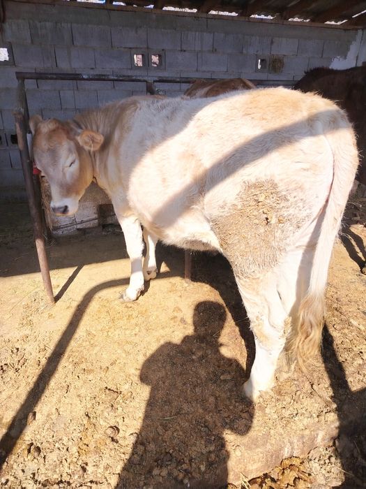 Бык и тёлка хорошие откормленные