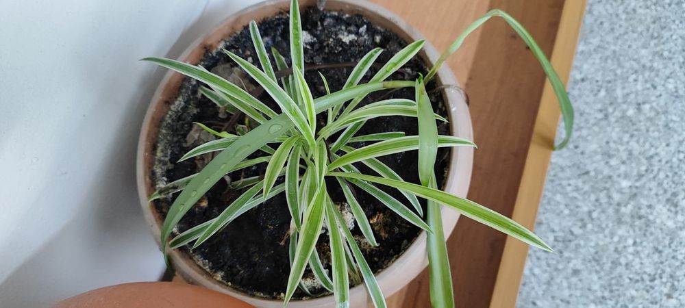 Продам цветы не дорого