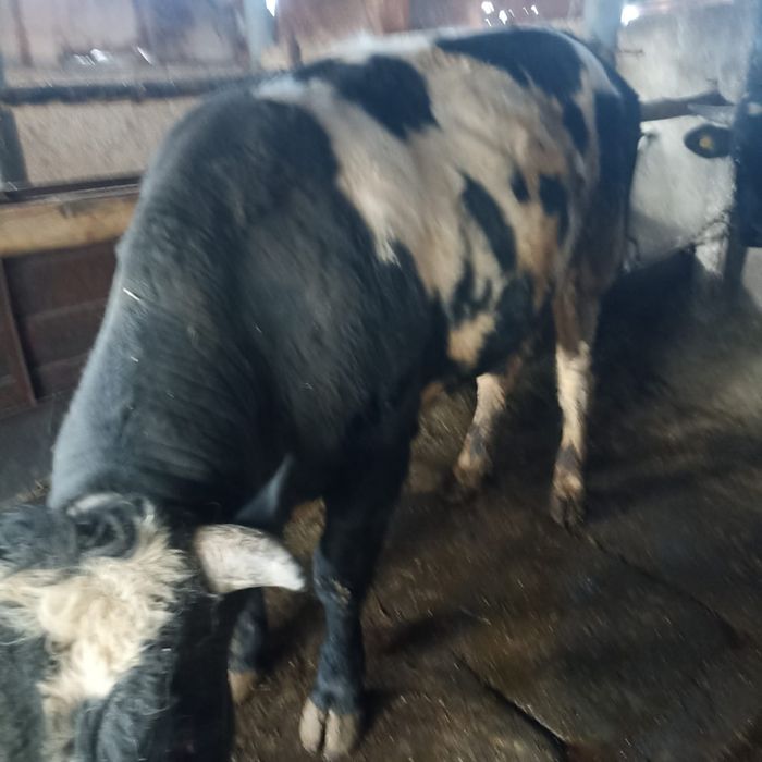 продам  2 быков  .