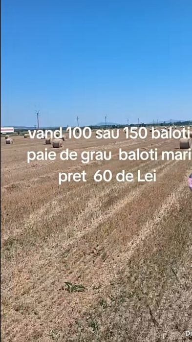 Vând 150 baloti de paie   de grâu