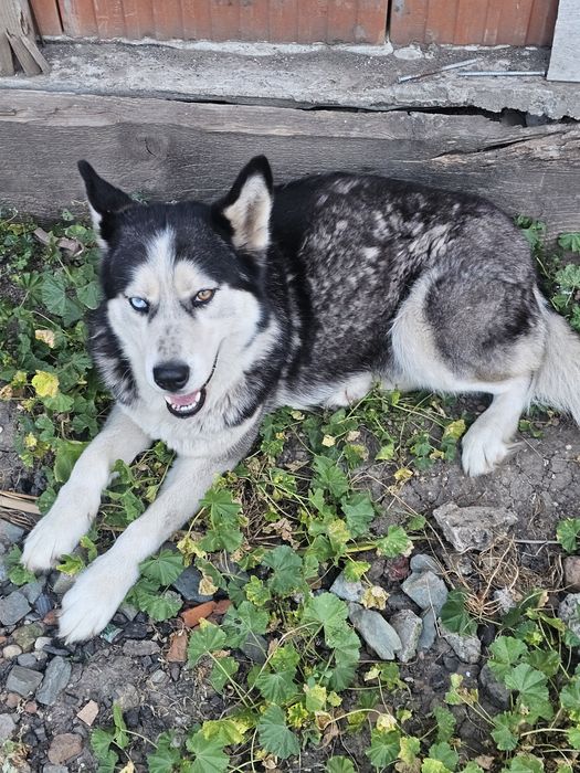 2  Husky Siberian adulți, sănătoși și jucăuși