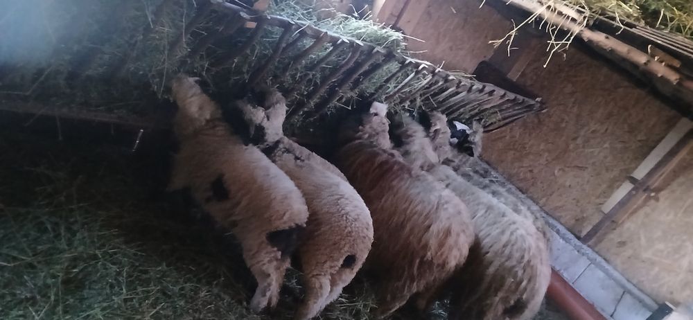 Oi tinere  de vânzare  mioare