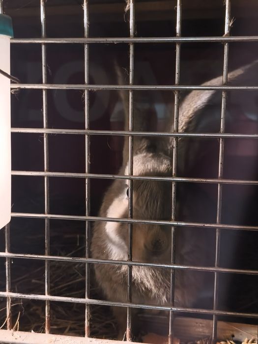 Uriaș german de vânzare