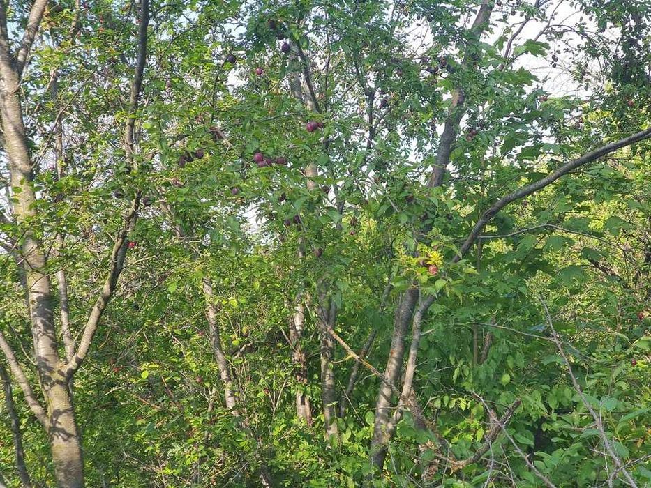 Corcoduse bio galbene (acrișoare) si rosi ( dulci ) nestropite