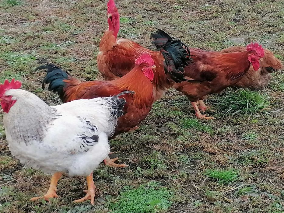 Vând găini rasă mixtă