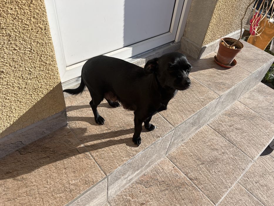 Продавам пинчери