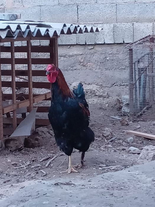 Қороздар бор 3500 тенге