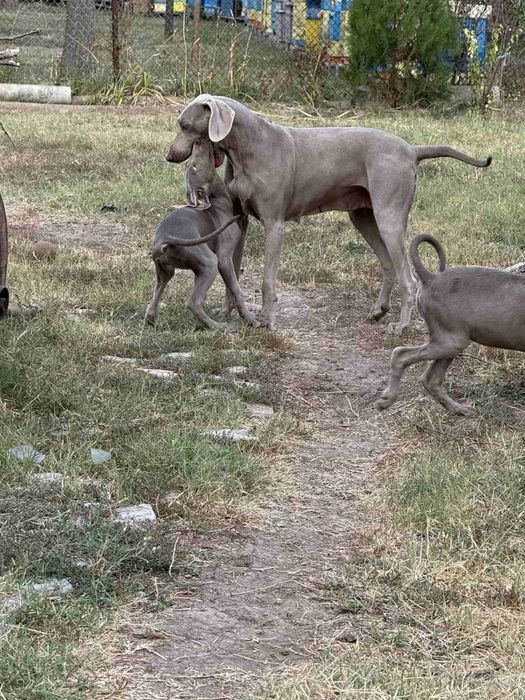 Кучета Ваймаранер