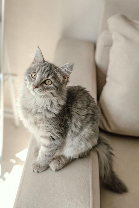 Котенок Маруся ищет дом!