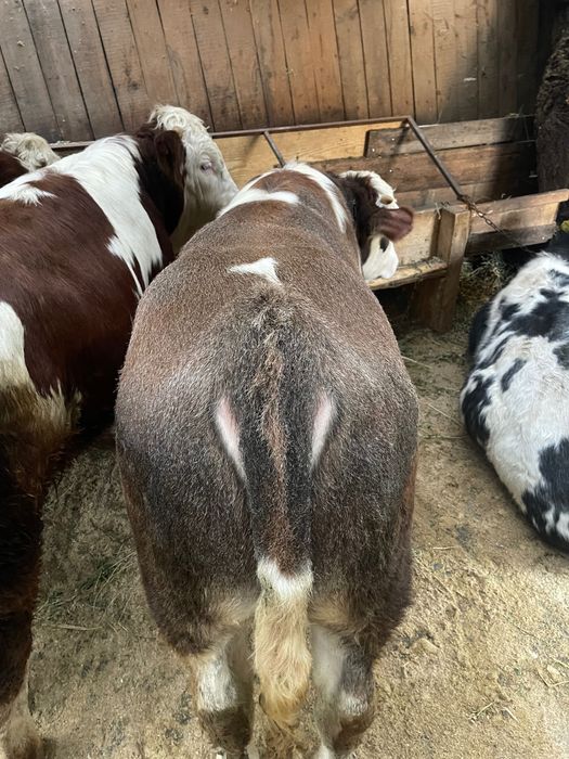 Viței cu o medie de 300 kg !