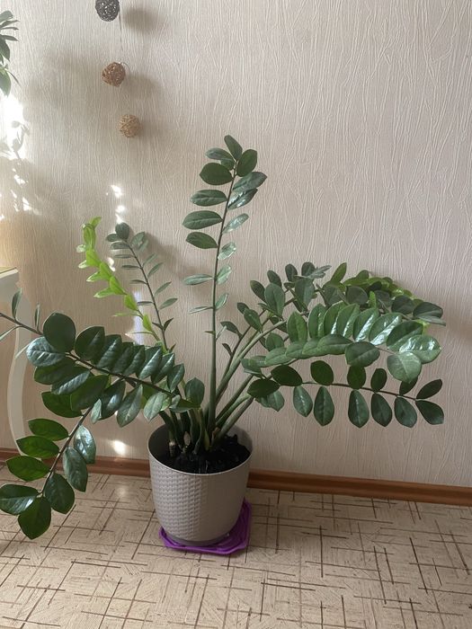 Замеокулькас или денежное дерево