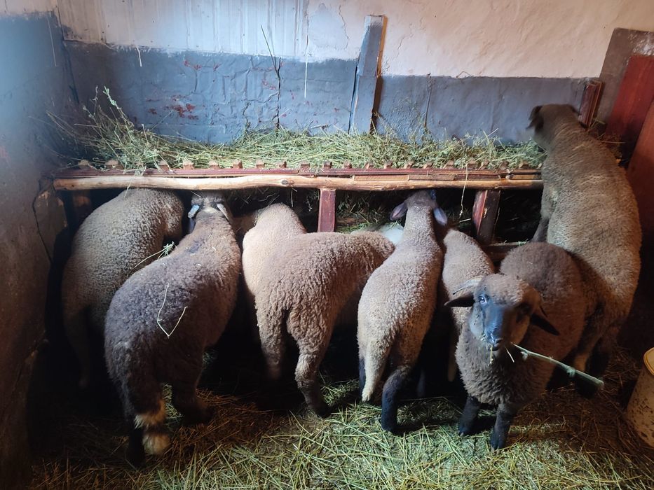 Miei de vânzare( între 20-40 kg)