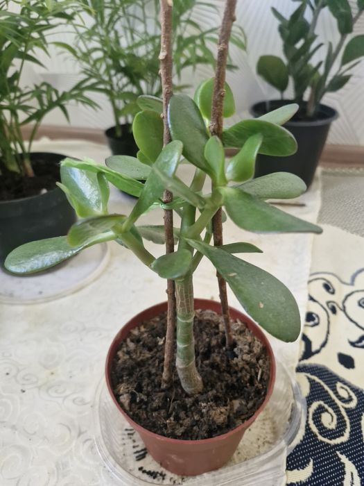 Уй гүлдері арзан