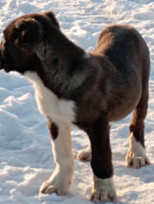 Щенок САО с хорошей крови