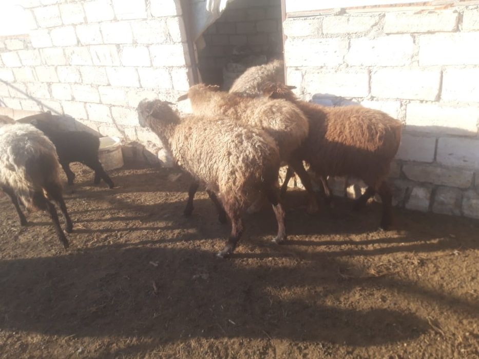 Буаз койлар козылы койлар сатылады