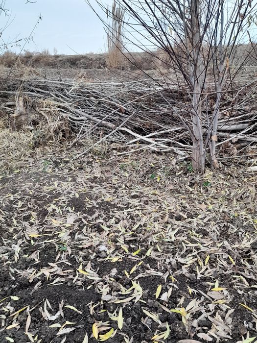 Утин сотилади(терак)