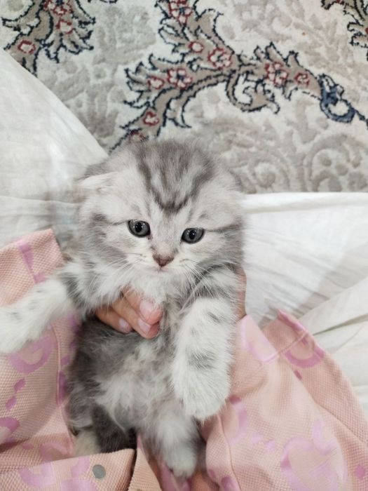 Мушук Скотиш фолд