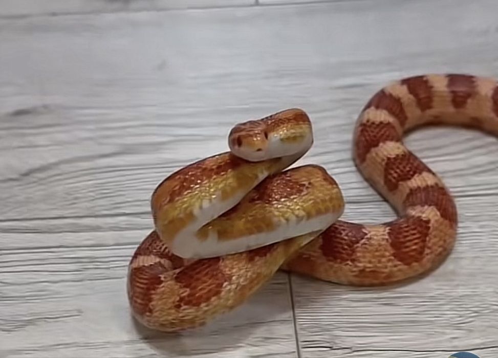 Schimb femele corn snake amel