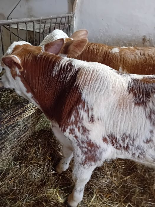 Taurasi baltati încărcați