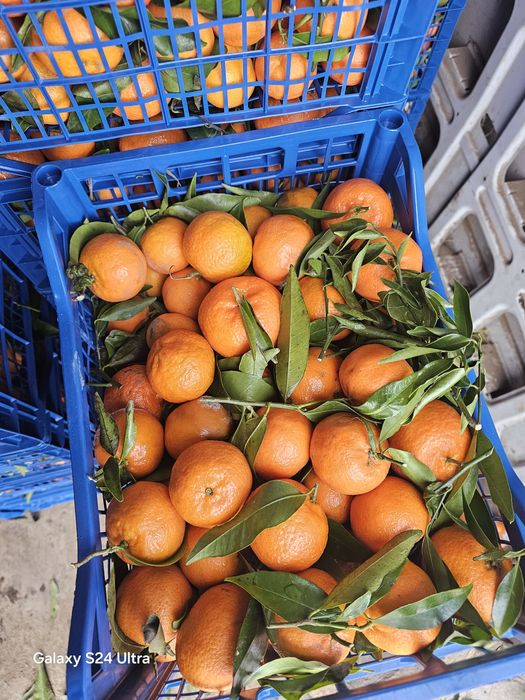 Mandarine 3lei kg          .