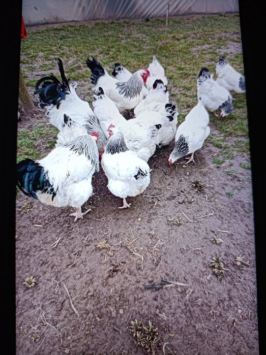 Găini de rasă disponibile pentru vînzare