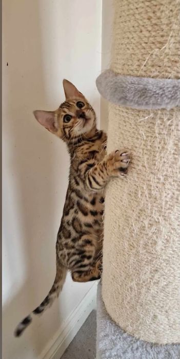 Бенгалско   коте