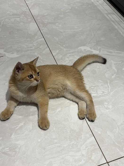 Золотистая шиншилла