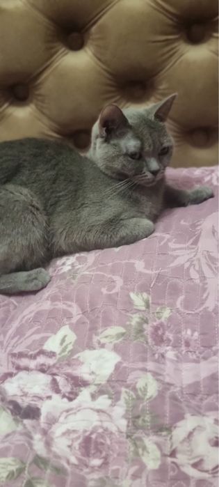 Продается Шотландская кошка