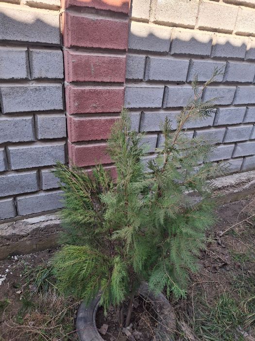 Туя домашний продам