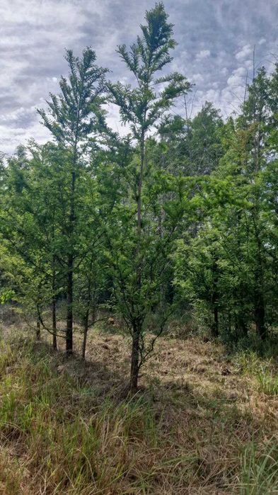 Метасекво́йя — редкое и уникальное дерево.