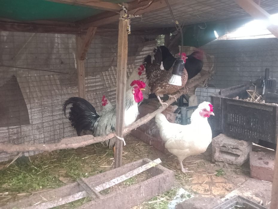 Декоративни кокошки