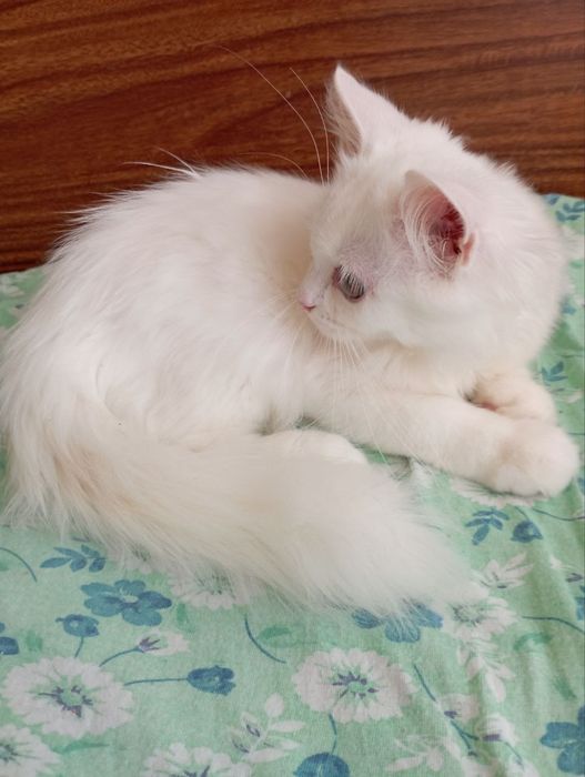 Белоснежный котёнок мальчик 4 мес.