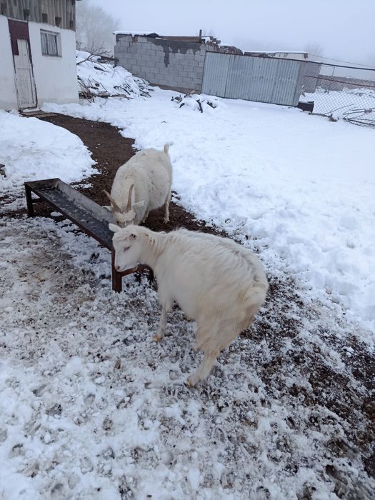 шаруа ешкілері сатылады