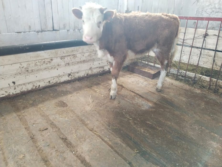 Продам семментальскую тёлочку