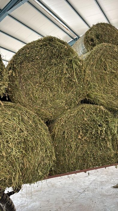 Baloti fan fb Rotunzi min.40.Or Lucerna.Drep.500 La TIR>RO;UE

Baloti