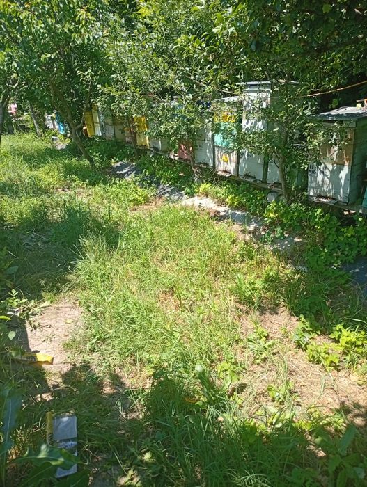 Vând regine/ mătci albine carnica/roiuri /familii de albine