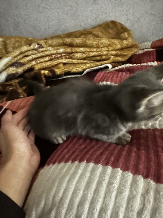 отдам котенка даром