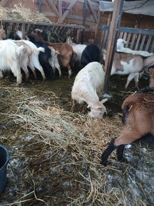 Vând 18 capre fatate