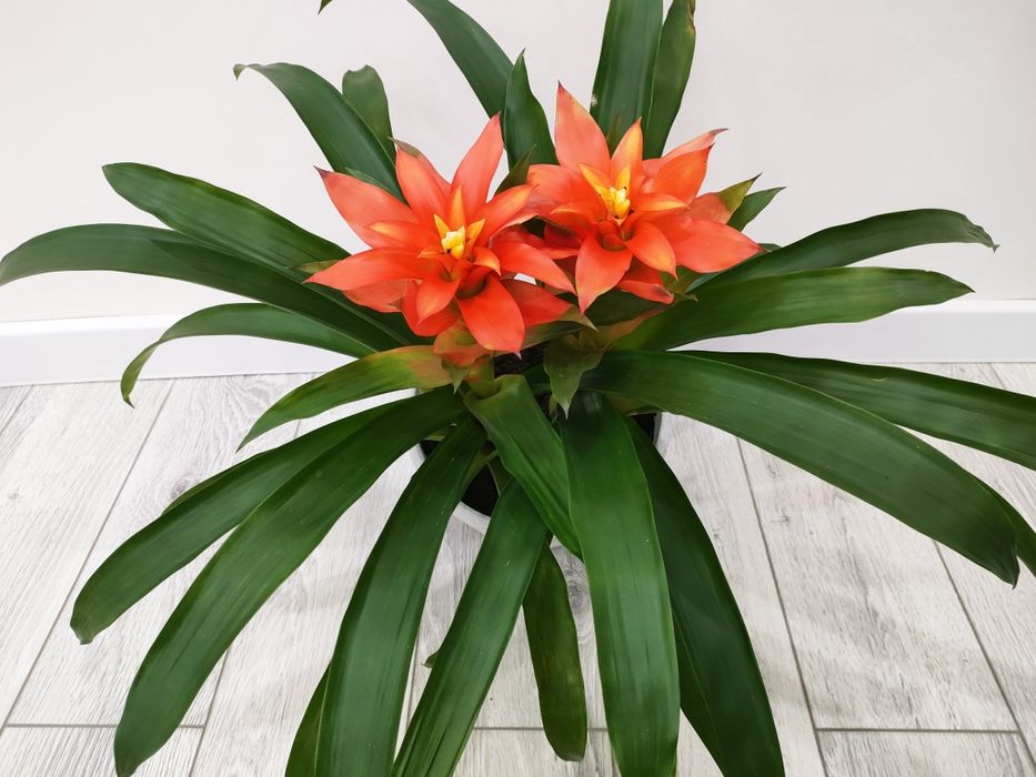 Домашние растения, доставка