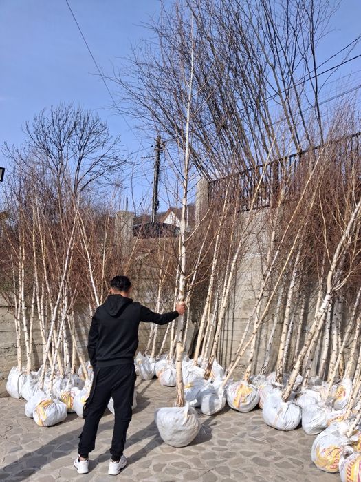 Mesteacăn tei platani catalpa