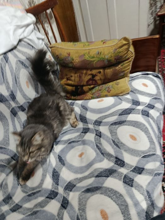 Отдам в хорошие руки