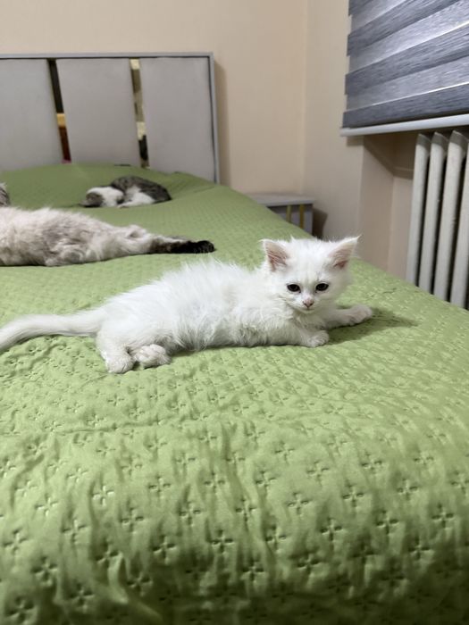 Продаю домашнюю котёнка