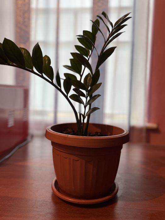 Продается Комнатные цветы