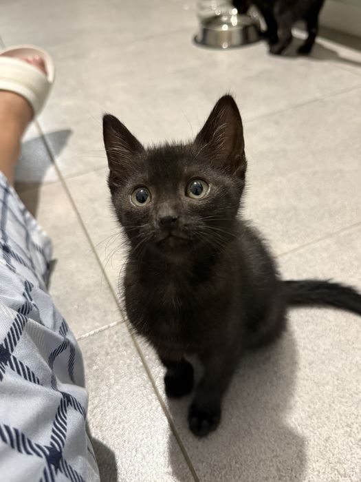 Pisoi mici adoptie