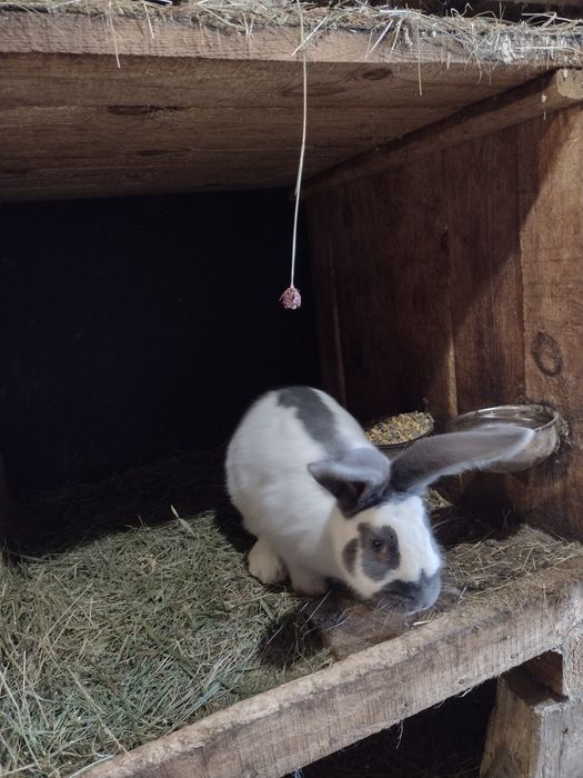 Зайци Немски пъстър великан Пеперуда