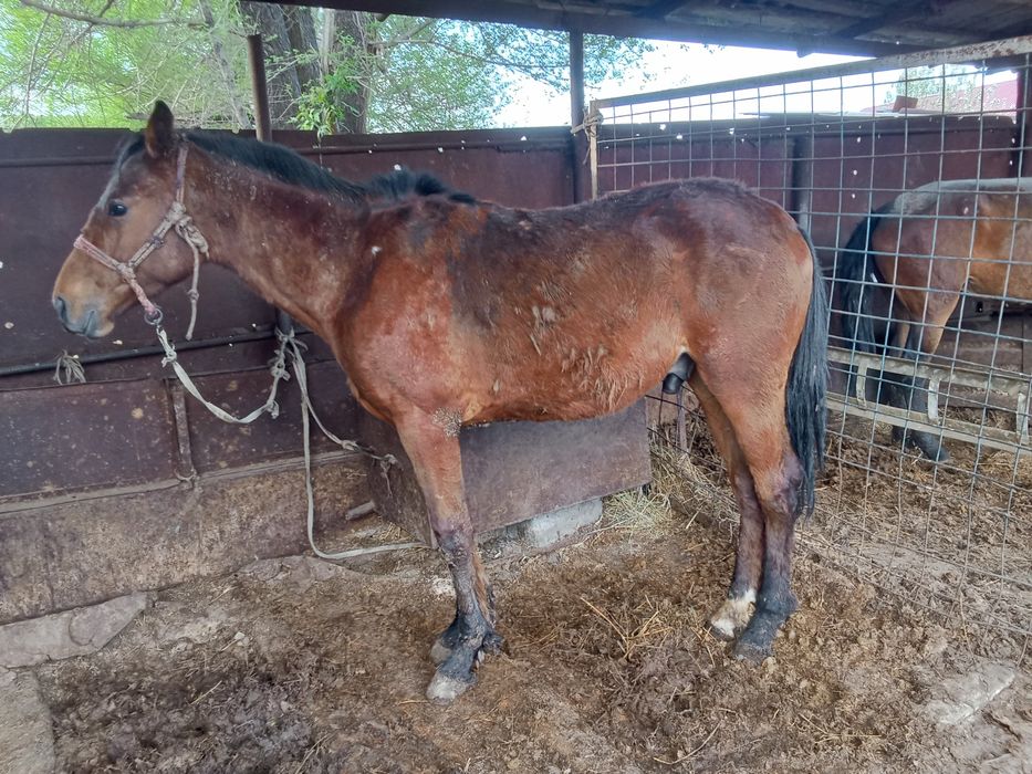 Тай сатылады таза кан